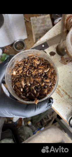 Уничтожение тараканов клопов дезинфекция