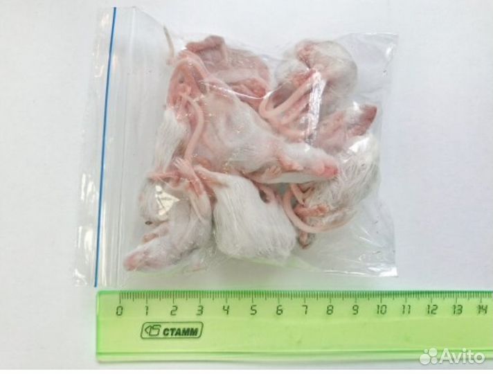 Замороженные к.о. сверчки, тараканы, мыши, крысы