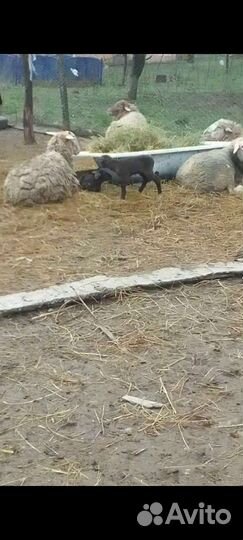 Овцы бараны ягнята