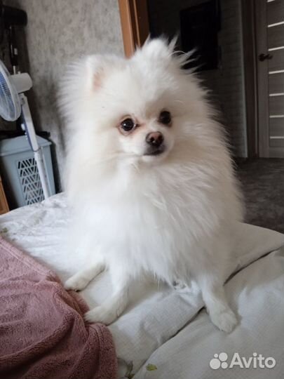 Померанский шпиц вязка