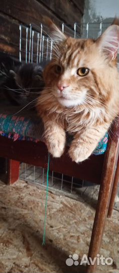 Мейн-кун вязка