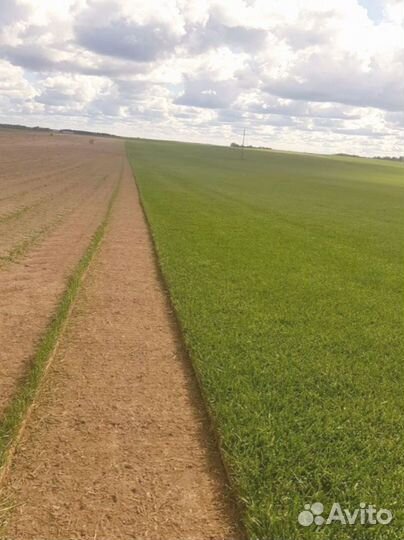 Рулонный газон