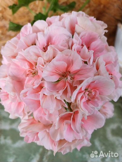 Сортовые пеларгонии