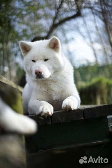 Акиты Ину Вязка