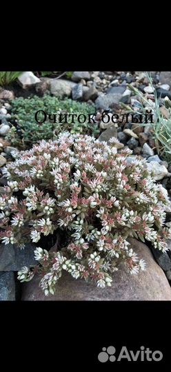 Живучка ползучая, примула, стахис и др