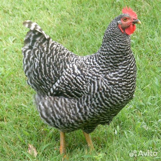 Куры несушки