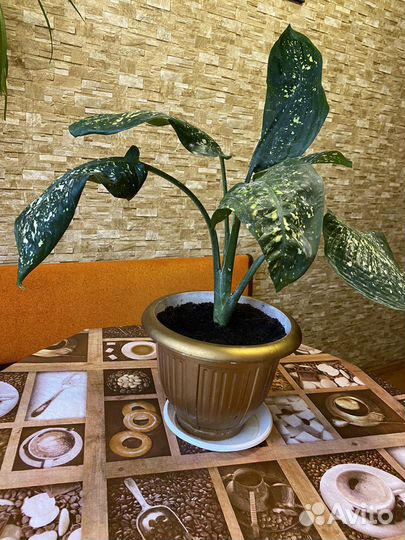 Диффенбахия