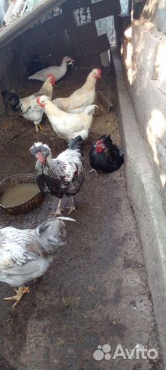 Домашняя птица