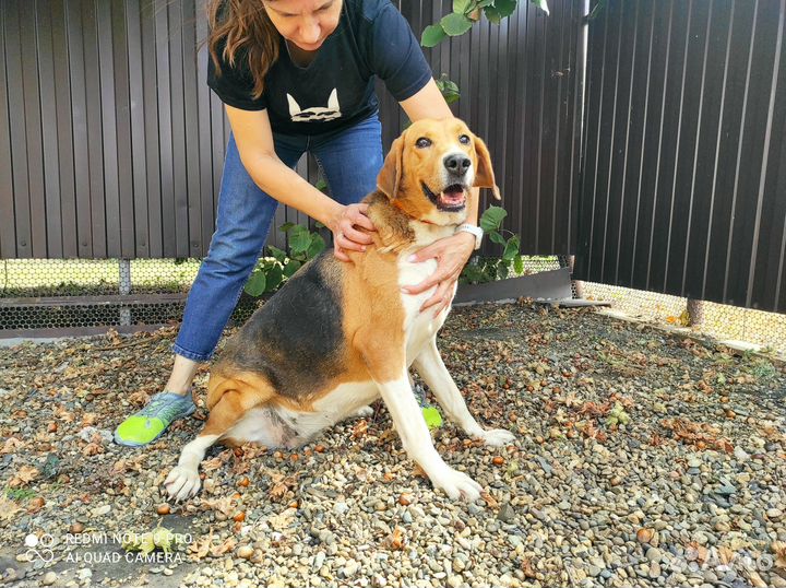 Собака в добрые руки