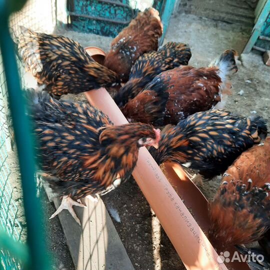 Петушки породистые