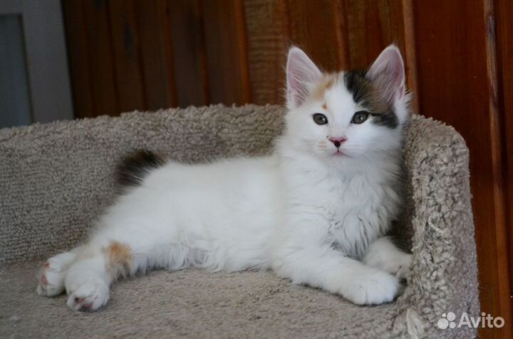 Кошечка Курильского бобтейла