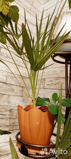 Трахикарпус Форчуна