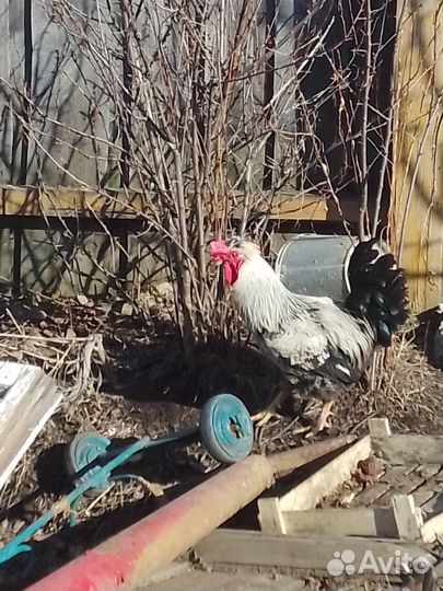 Продам петуха