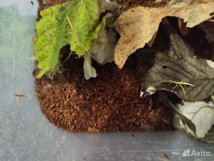 Анамские палочники