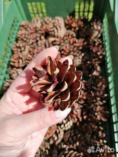 Шишки сосновые
