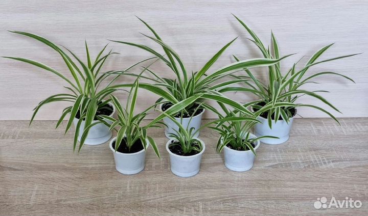 Хлорофитум