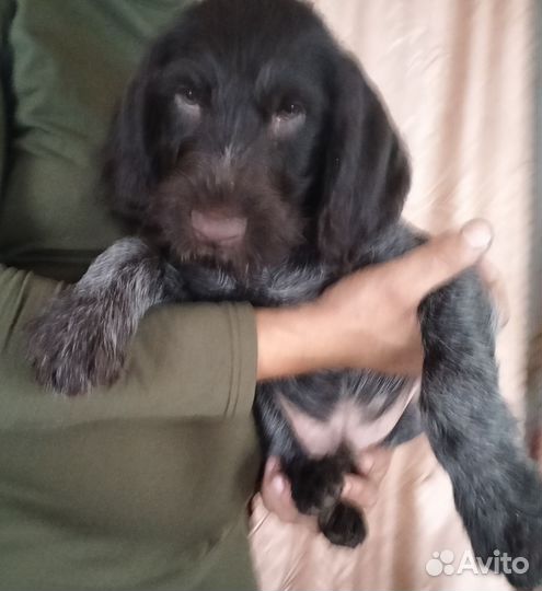 Щенок Дратхаара