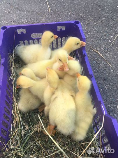 Гусята Линда