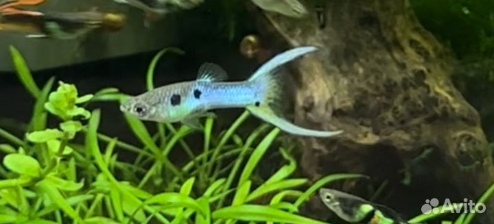 Гуппи эндлера эль тигре зеленая