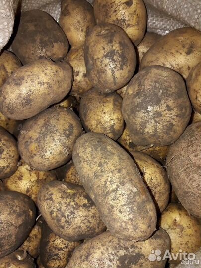 Продам картофель