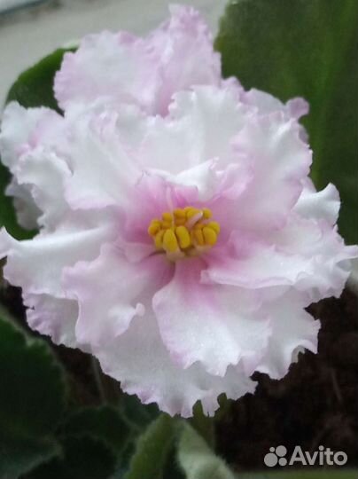 Фиалки(лист)