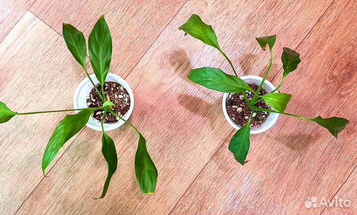 Спастифиллум Lemon Glow