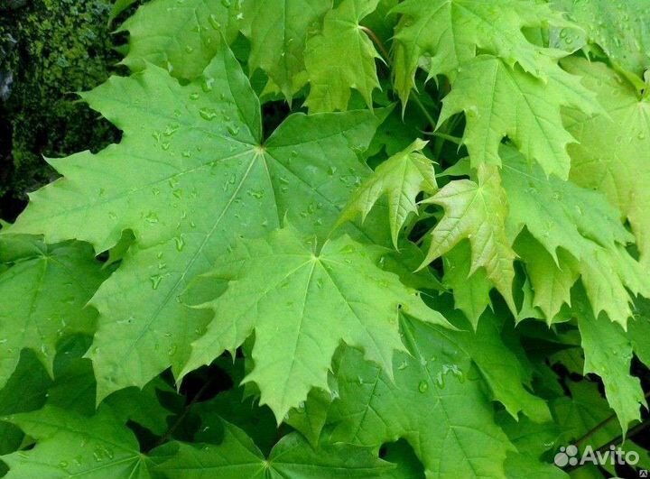 Клен остролистный