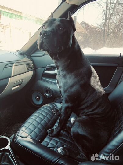 Американский питбультерьер вязка