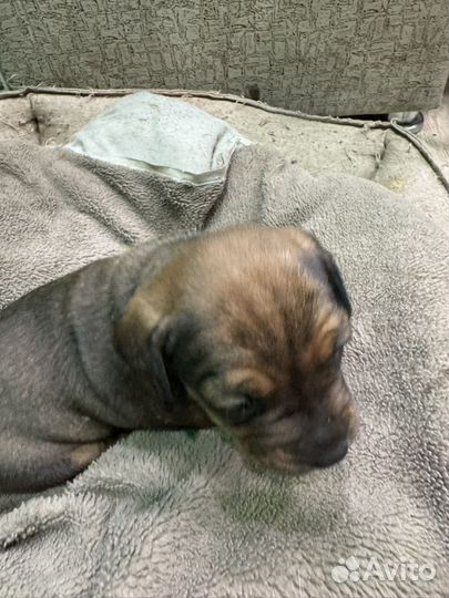 Французский бульдог щенки