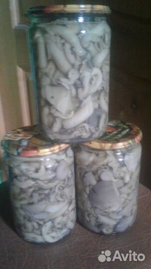 Грибы вешенка свежая