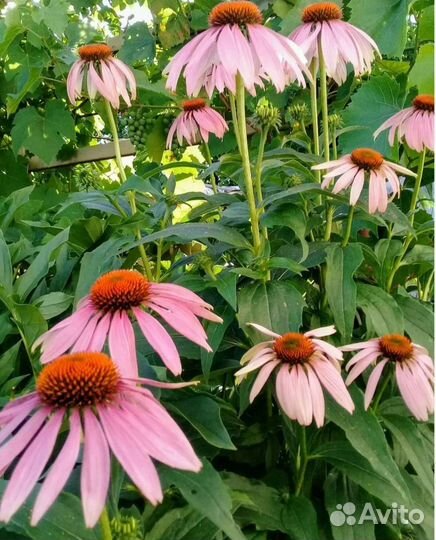 Эхинацея, хоста