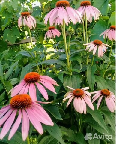 Эхинацея, хоста