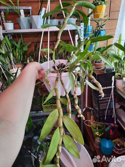 Орхидея дендробиум