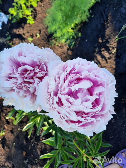 Пион Сара Бернард