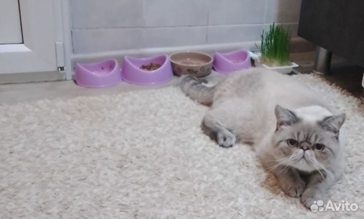 Экзот. Вязка