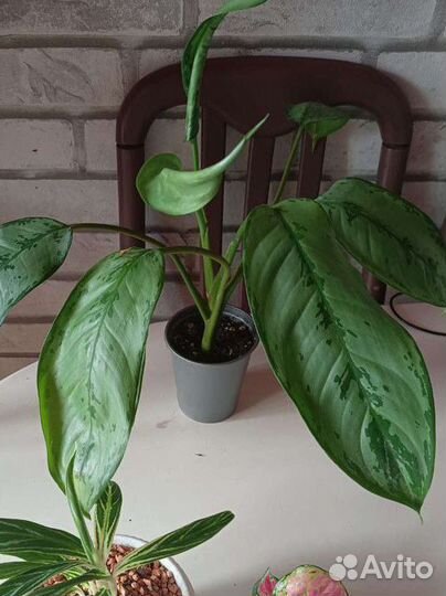 Аглаонемы Фридман, Мария, Квин, Сильвер Бэй