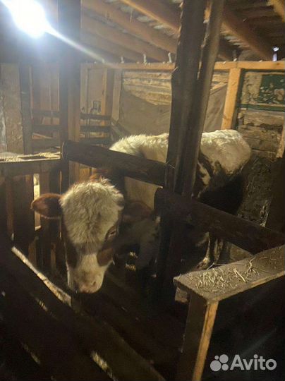 Корова бык тёлка