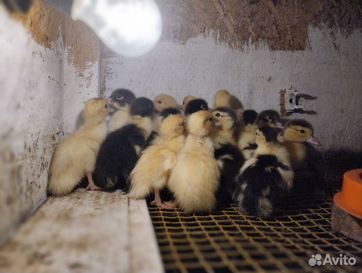 Индоутки, утки, яйцо индоутки