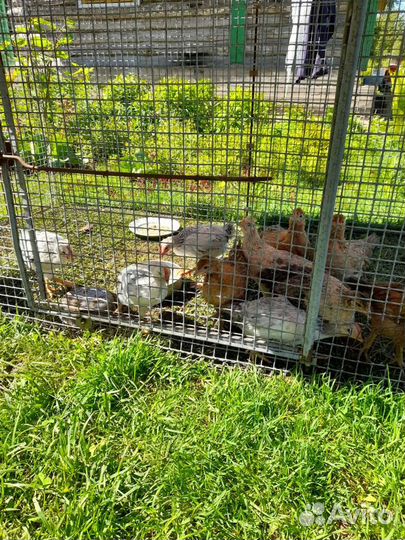 Куры цыплята