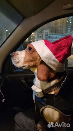 Бигль вязка