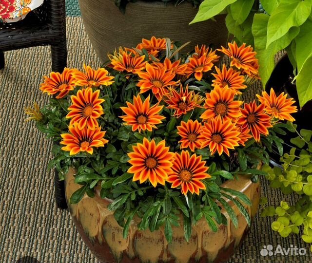 Гацания, серия Big Kiss, рассада