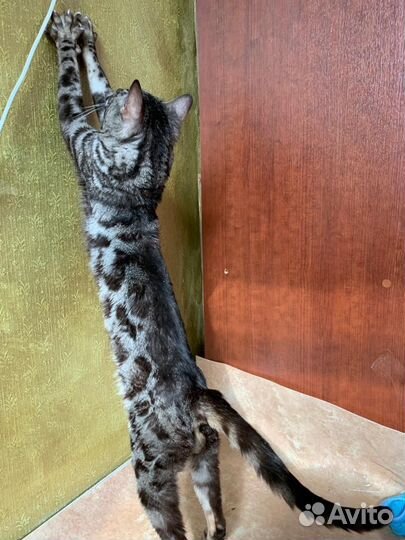 Вязка угольный бенгал