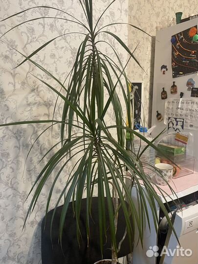 Пальма драцена