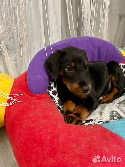 Щенки добермана