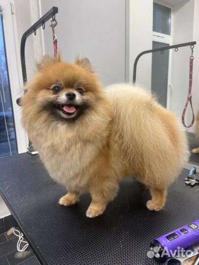 Груминг собак и кошек