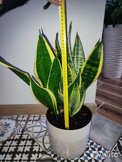 Сансевиерия сортовая