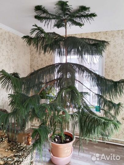 Аракурия (хвойное дерево)