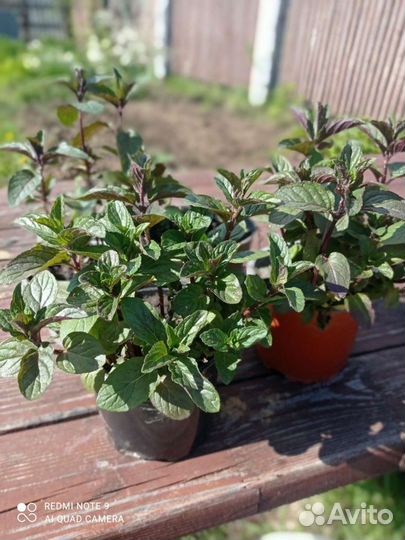 Мята ментоловая