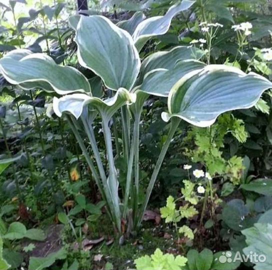 Хоста Регал Сплендор