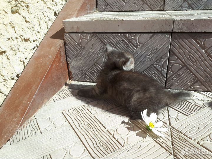 Котята мальчики